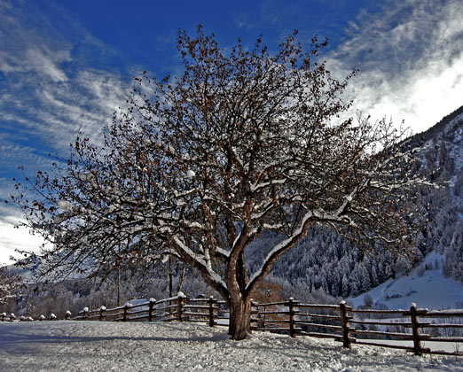 Residence Alpenrose Winter Ahrntal